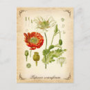 Search for opium poppy postcards Vintage