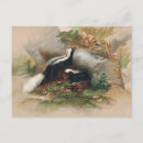 Search for skunks postcards Nature