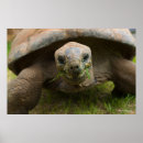 Search for tortoise posters Wildlife photography