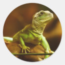 Search for green lizard stickers Reptile