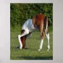 Search for sporting breed posters Bob langrish
