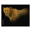 Search for cheetah portrait posters Spots