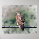Search for red tailed hawk posters Raptor