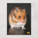 Search for hamster postcards Funny