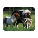 Search for mare magnets Bob langrish