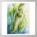 Search for borneo posters Nature