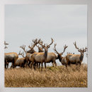 Search for herd posters Deer