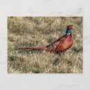 Search for pheasant postcards Ring necked pheasant