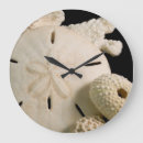 Search for seashell clocks Coral