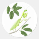 Search for mantis stickers Mantid