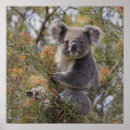 Search for koala bear posters Australian