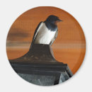 Search for swallow magnets Nature