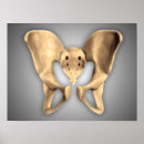 Search for human bones posters Illustration