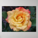 Search for beautiful roses posters Yellow