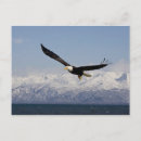 Search for eagle in flight postcards Nature