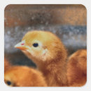 Search for peeping stickers Cute