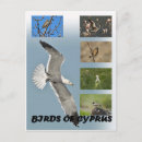 Search for sparrows postcards Finch