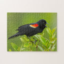 Search for blackbird puzzles Agelaius phoeniceus
