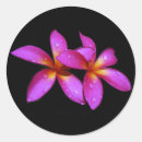 Search for plumeria stickers Frangipani