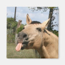 Search for buckskin magnets Equine