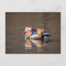 Search for mandarin postcards Waterfowl