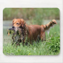 Search for golden retriever mousepads Sporting