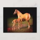 Search for colt postcards Horses