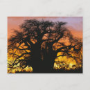 Search for african tree postcards Tanzania