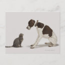 Search for cat looking postcards Humour