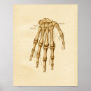 Search for hand anatomy posters Bones