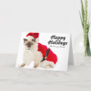 Search for birman cards No people