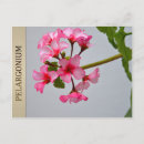 Search for pelargonium Pink