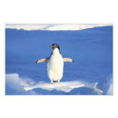 Search for funny penguin posters Cute