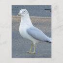 Search for gull postcards Nature