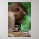 Search for macaque posters Baby animals