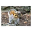 Search for gray squirrel posters Animal