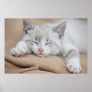 Search for kitten posters Pet