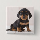 Search for miniature badges Animals