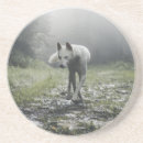 Search for siberian coasters Husky