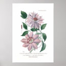 Search for clematis posters Botany