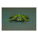 Search for toad photo Amphibian