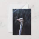 Search for face note cards Animal