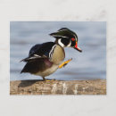 Search for dabble postcards Aix sponsa