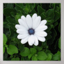 Search for daisy picture posters Cute