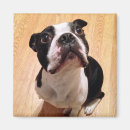 Search for bostons magnets Pets
