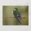 Search for swallow postcards Animal