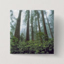 Search for redwoods badges Nature