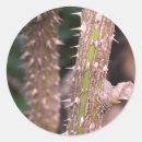 Search for thorn stickers Plant