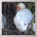 Search for white bird posters Photography