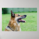 Search for german posters Puppy
